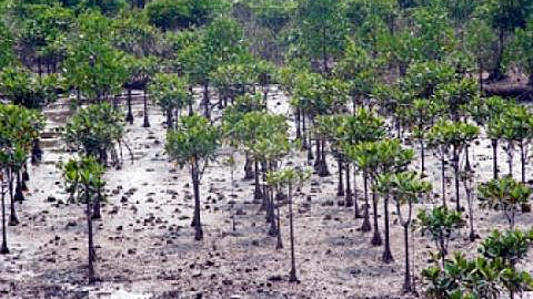Quản lý và phát triển bền vững rừng ngập mặn